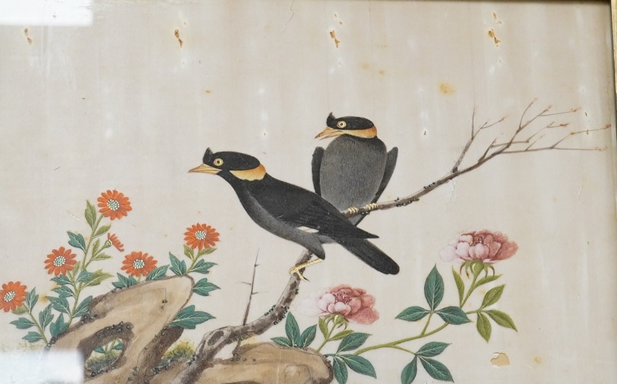 19th century, Cantonese School, pair of pith paper paintings, Birds of Paradise amongst Peonies, 17.5 x 27cm. Condition - poor